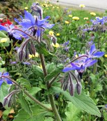 Alaska Botanical Garden in Anchorage