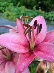 Anchorage Botanical Garden scenic view with colorful flowers and plants