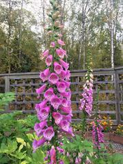 Anchorage Botanical Garden in Alaska