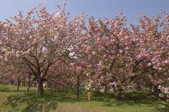 造幣局広島支局の八重桜