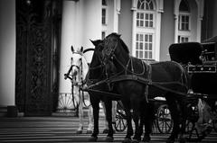 Two Royal Carriage horses playing on Palace Square in St. Petersburg