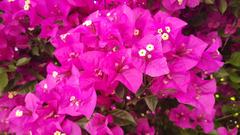 Bougainvillea glabra in bloom in Parque Centenario