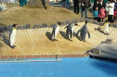 King Penguin at Minami Chita Beach