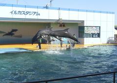 Dolphins at Minami Chita Beach Land