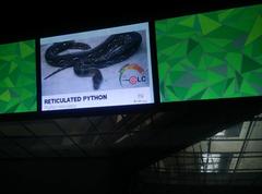 King Cobra in Zoo Negara Malaysia exhibit