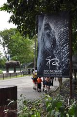 Elephants at Negara Zoo in 2011