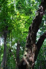 Lush greenery in the Zoo