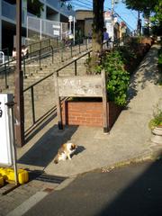 Yuyake-dandan stairs at Yanaka Ginza shopping street with a calico cat in Yanaka, Taito, Tokyo, Japan