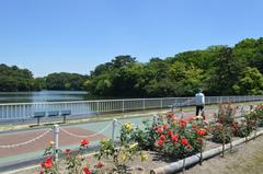 Rose garden at Oike Park in Tokai City, Aichi Prefecture