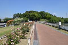 Oike Park rose garden in Tokai City, Aichi Prefecture