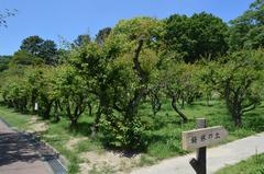 Oike Park Ume Grove in Tokai City, Aichi Prefecture