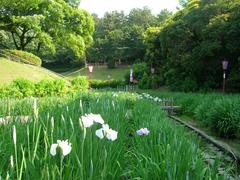 Iris ensata garden at Oike Park in Tokai city