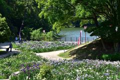 Ōike Park Flower Iris Garden