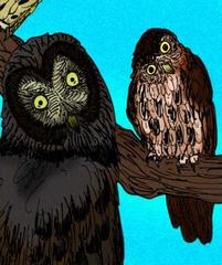 Comparison of Oraristrix brea and Glaucidium kurochkini owls