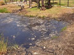 La Brea Tar Pits with sculptures of prehistoric animals