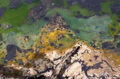 La Brea Tar Pits in Los Angeles