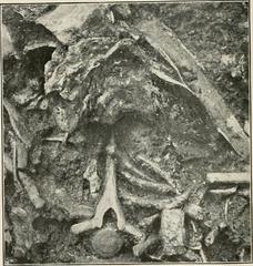 Bone matrix in La Brea Tar Pits from Bulletin of the Southern California Academy of Sciences