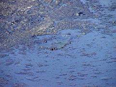 La Brea Tar Pits ponds with clear water and surrounding greenery