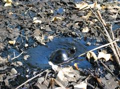 Tar bubble at the La Brea Tar Pits