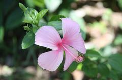 Hibiscus 'Dainty Pink' in Da'an Forest Park, Taipei