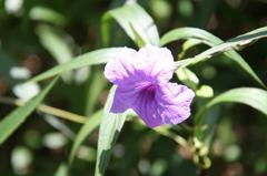 Ruellia plants in Da'an Forest Park, Da'an District, Taipei, Taiwan