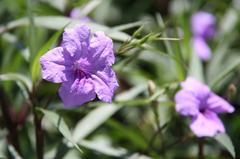 Ruellia plants in Da'an Forest Park, Taipei