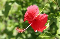 Hibiscus 'Psyche' in Da'an Forest Park, Taipei