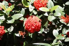 Ixora chinensis in Daan Forest Park, Taipei