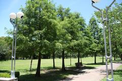 DàĀn Forest Park in Da-an District, Taipei with Taxodium distichum trees