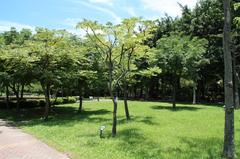 Koelreuteria henryi in DàĀn Forest Park, Da-an District, Taipei