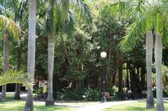 Ficus microcarpa tree in Daan Forest Park, Taipei