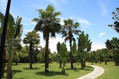 Washingtonia filifera in Daan Forest Park, Taipei