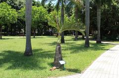 Hyophorbe lagenicaulis palm tree in Da-an Forest Park, Taipei