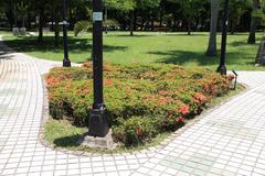 Ixora williamsii cv. Sunkist in DàĀn Forest Park, Da'an District, Taipei