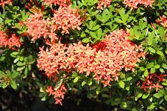 Ixora williamsii cv. Sunkist in Daan Forest Park, Taipei