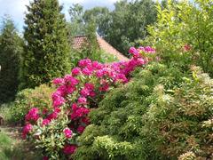 Flowering bush in the garden at Frilandsmuseet