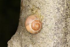 Cepaea hortensis snail