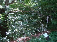 Curing oak tree with tied cloth strips at Open-Air Museum