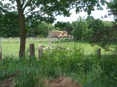 hay laid out for drying at the Open-Air Museum