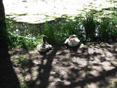 geese at open-air museum Frilandsmuseet