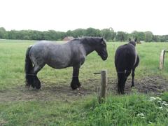 Horses at Frilandsmuseet open-air museum