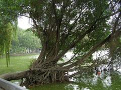 Hoan Kiem Lake in Hanoi, Vietnam with trees surrounding the lake