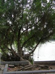 Tree by Hoan Kiem Lake in Hanoi, Vietnam