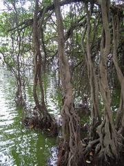 Tree by Hoan Kiem Lake in Hanoi, Vietnam