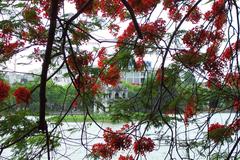 Delonix regia tree at Hoan Kiem Lake, Hanoi