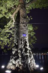 gnarled tree in natural landscape