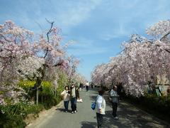 weeping cherry tree in Togokusan, Japan