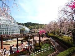 Shidare Zakura and Tropical Fruit Greenhouse