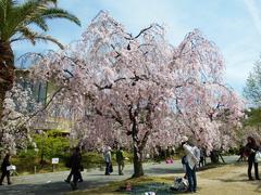 Shidarezakura Japanese cherry blossom tree