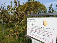 Karin tree in full foliage